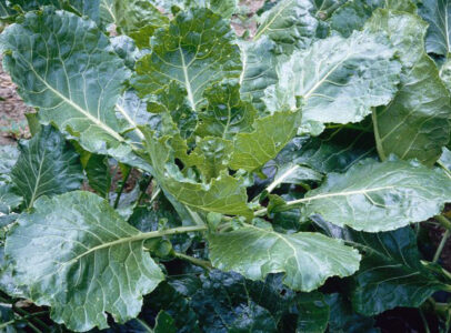 close up of green glaze collards with bright great leaves